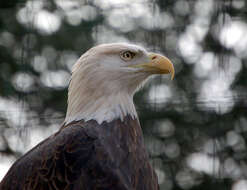 Image of Bald Eagle