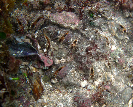 Image of ear mussel