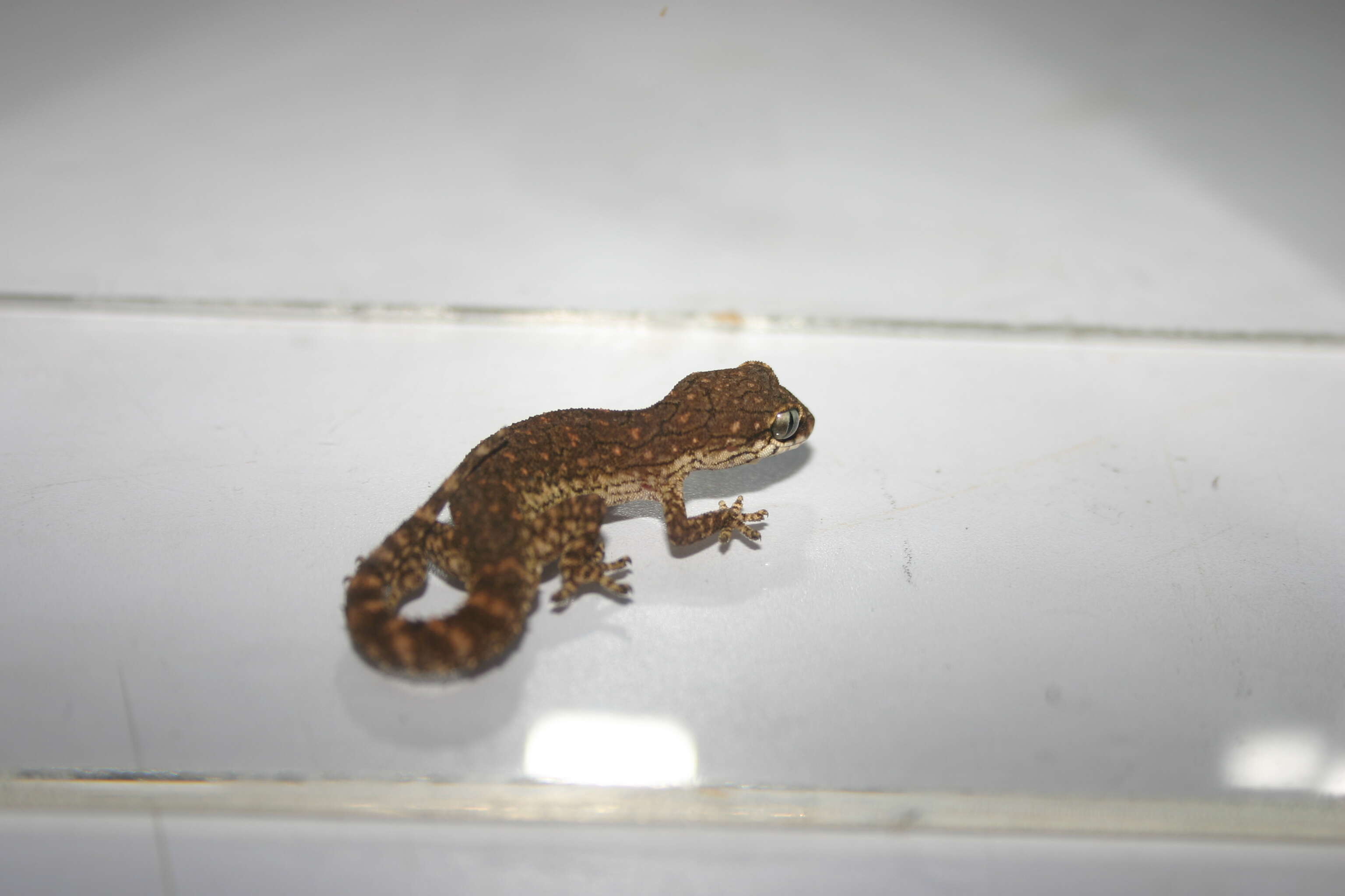 Image of Reticulate Leaf-toed Gecko