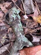 Image of shield lichen