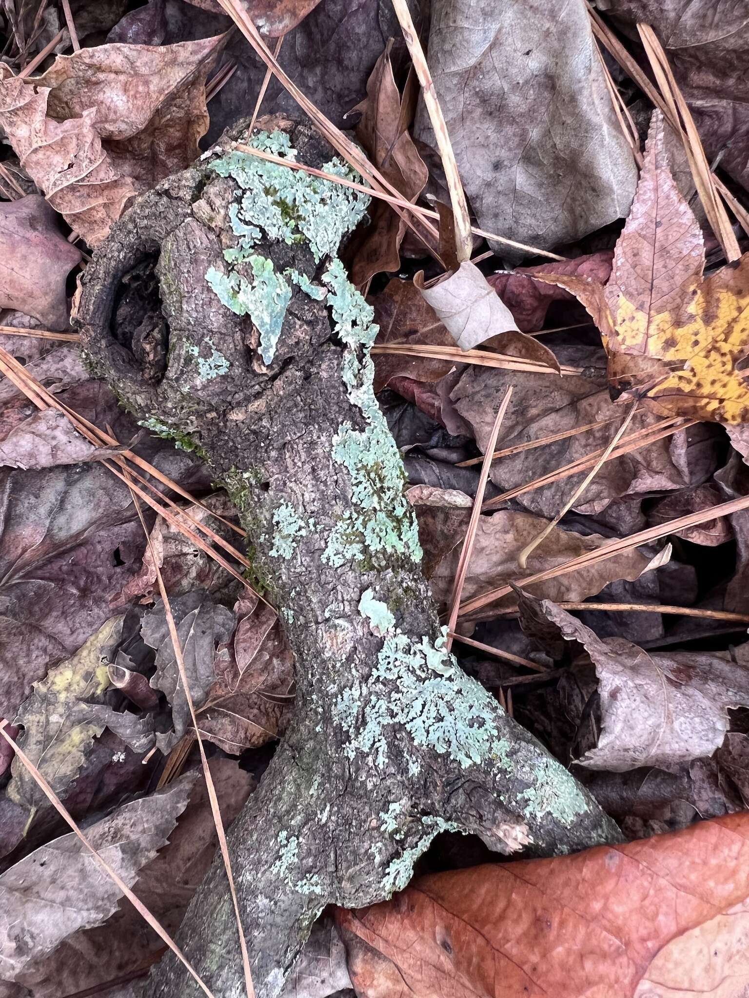 Image of shield lichen