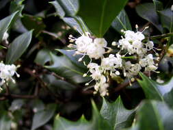 Image of holly osmanthus