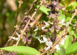 Image of Megachile laticeps Smith 1853