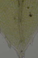 Image of Mnium lycopodioides Schwaegrichen 1826