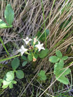 Image of bogbean