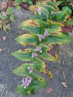 Image of toad lily