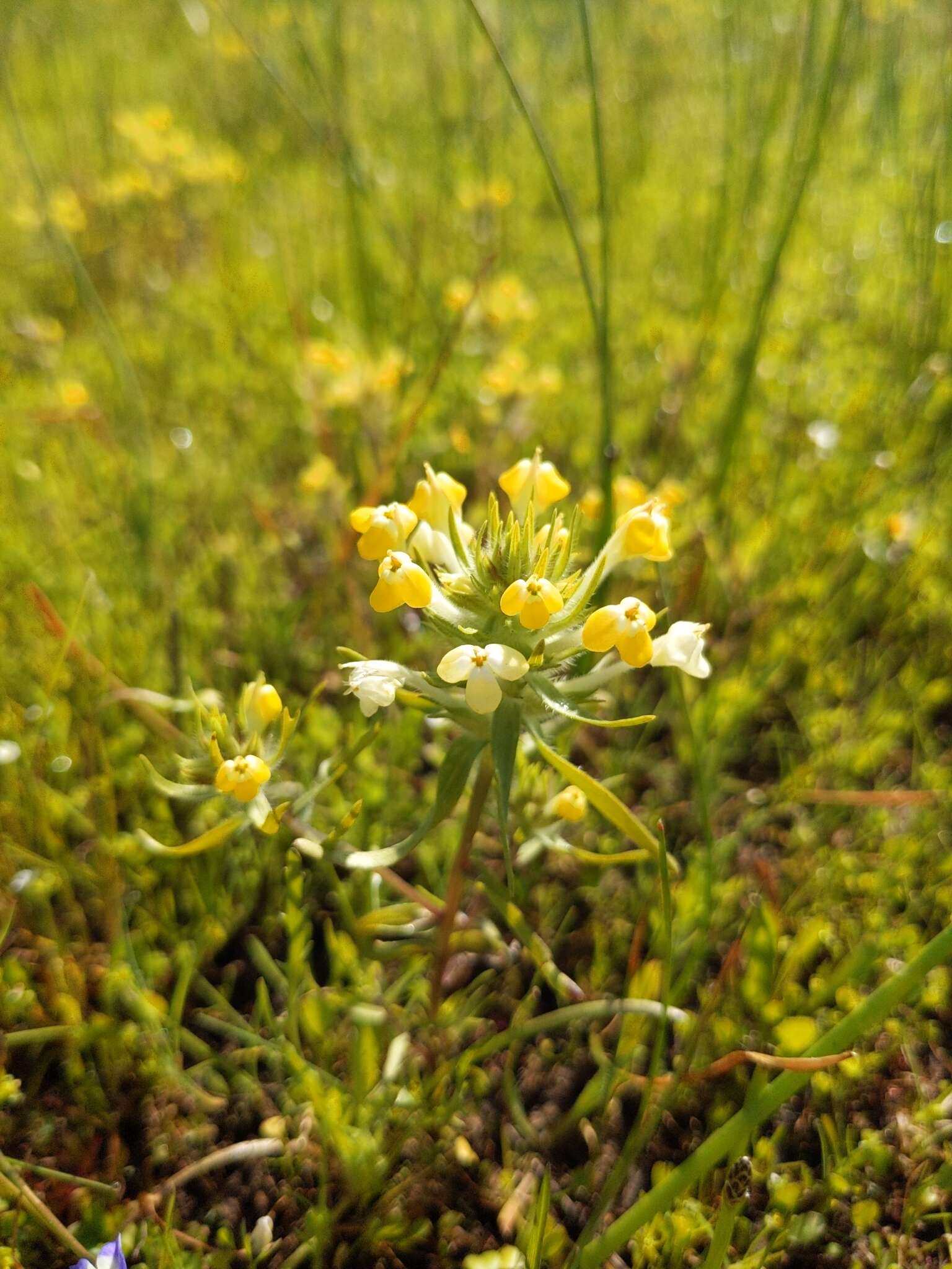 Image of vernal pool Indian paintbrush