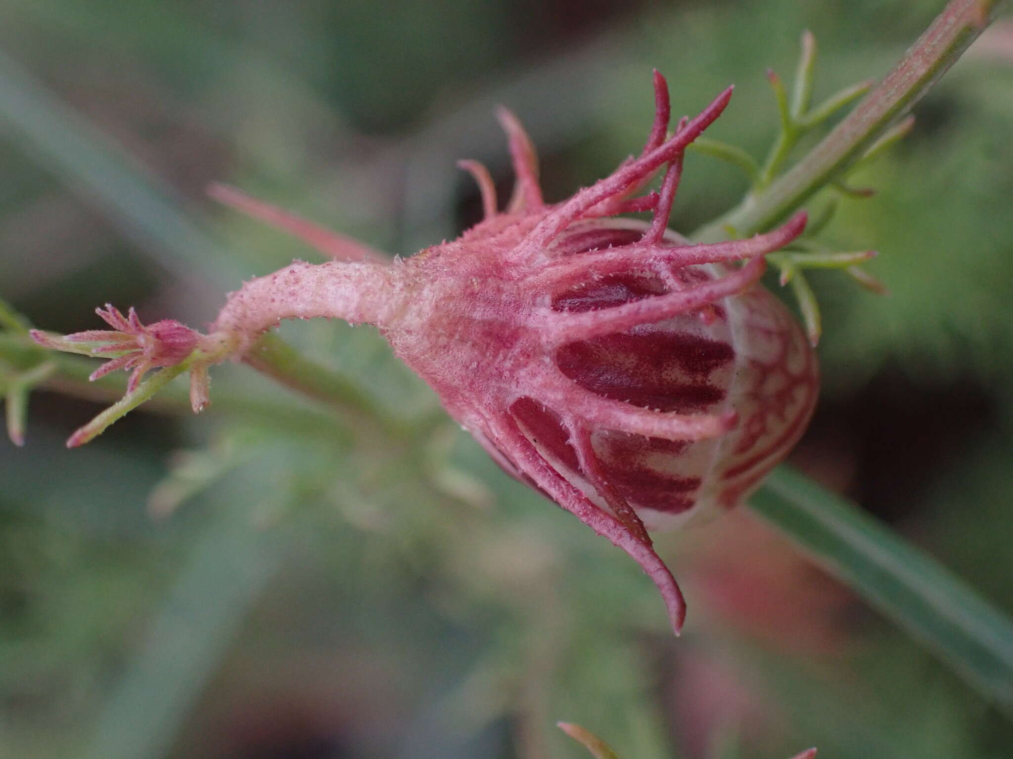 Image of Menodora africana Hook.