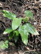 Image of Astrotricha cordata A. R. Bean