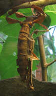 Image of giant stick insect