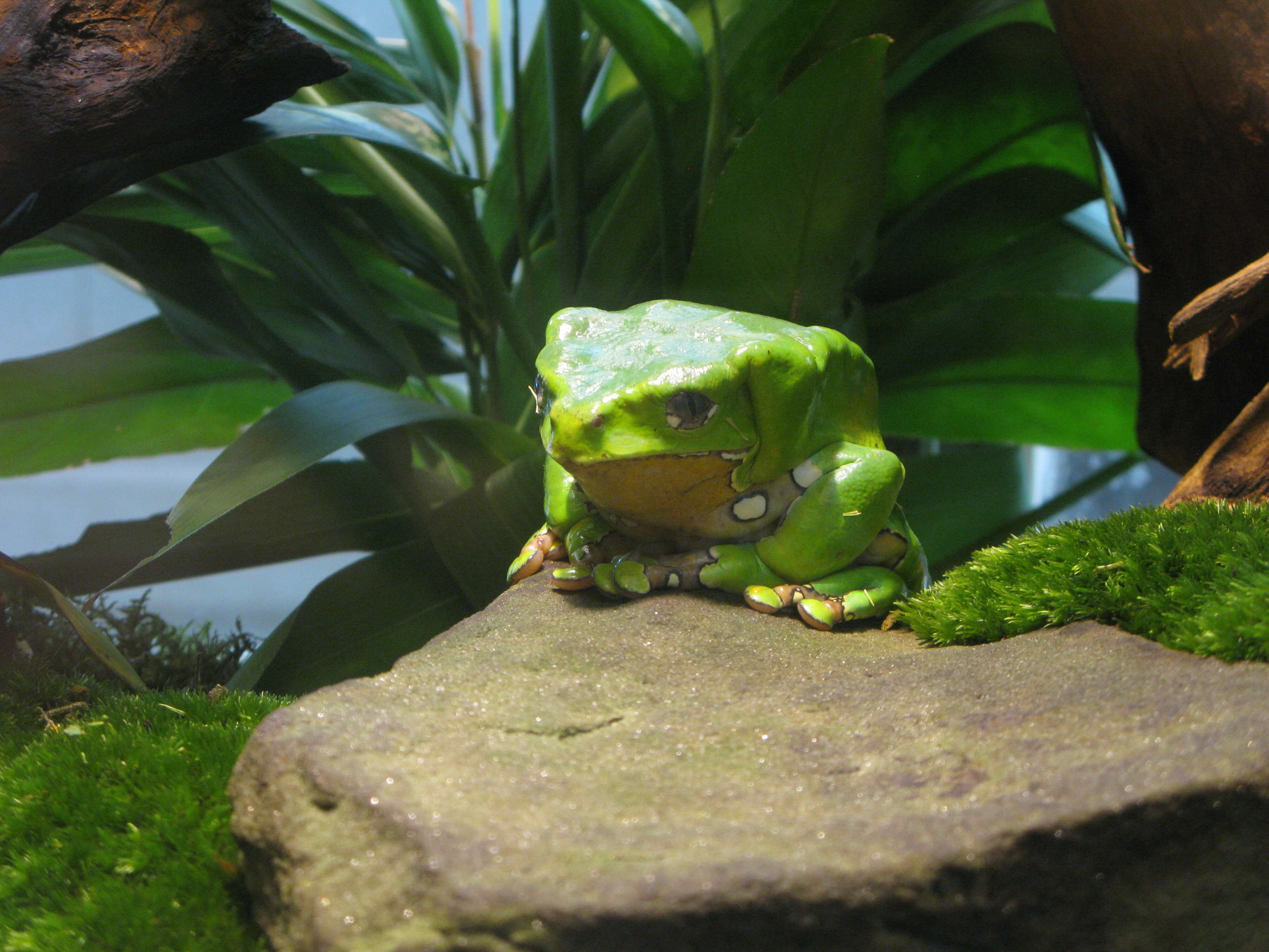 Image of Giant leaf frog