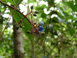 Image de Palicourea padifolia (Willd. ex Schult.) C. M. Taylor & Lorence