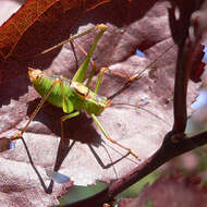 Image of speckled bush-cricket