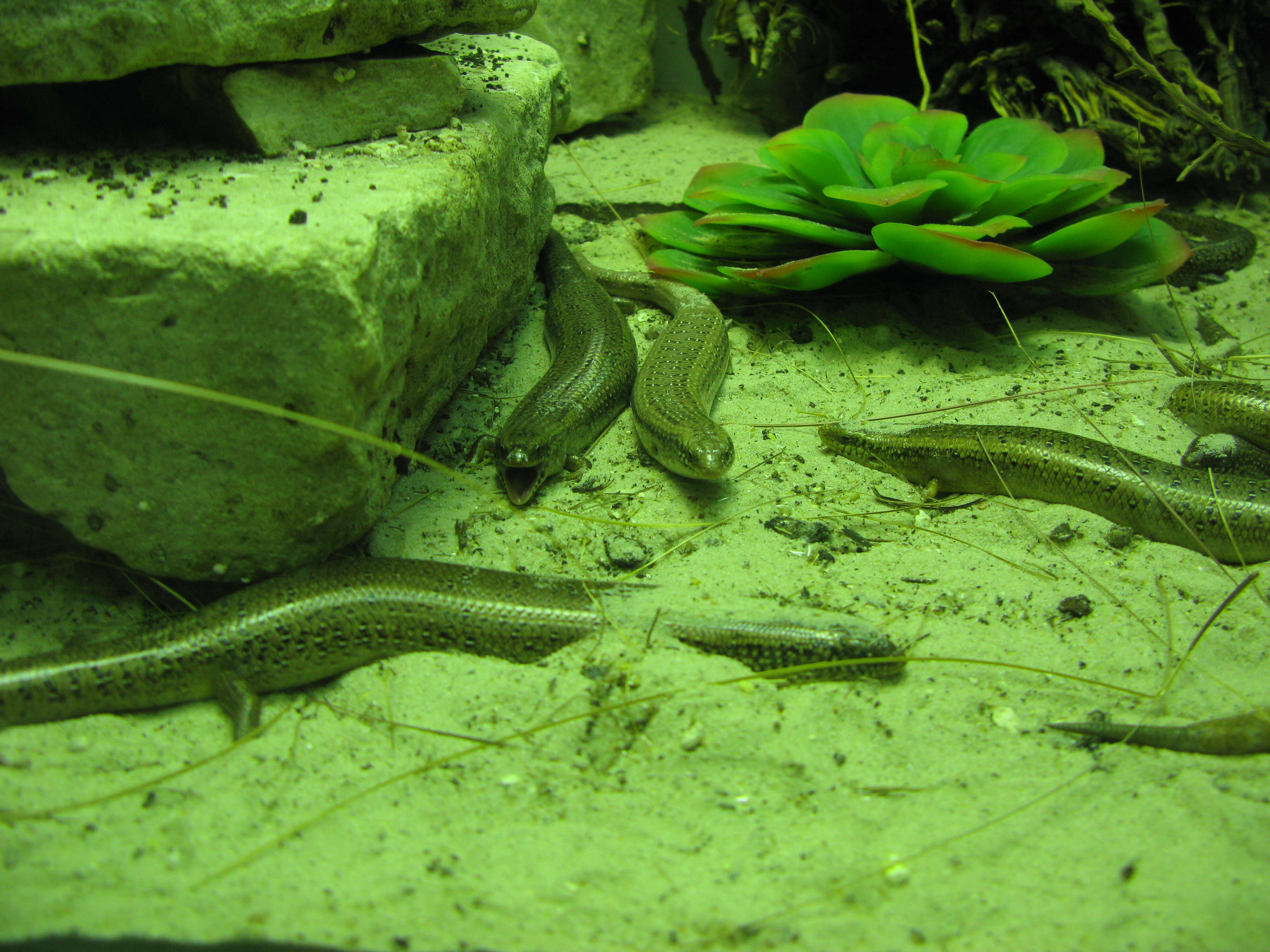 Image of Ocellated Bronze Skink