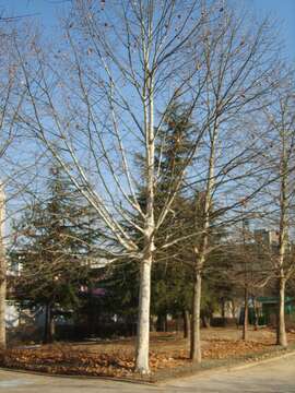 Image of American sycamore