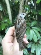 Image of Bar-breasted Honeyeater