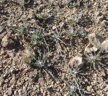 Image of Matthiola parviflora (Schousb.) W. T. Aiton