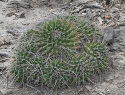 صورة Mammillaria compressa subsp. centralifera (Repp.) D. R. Hunt