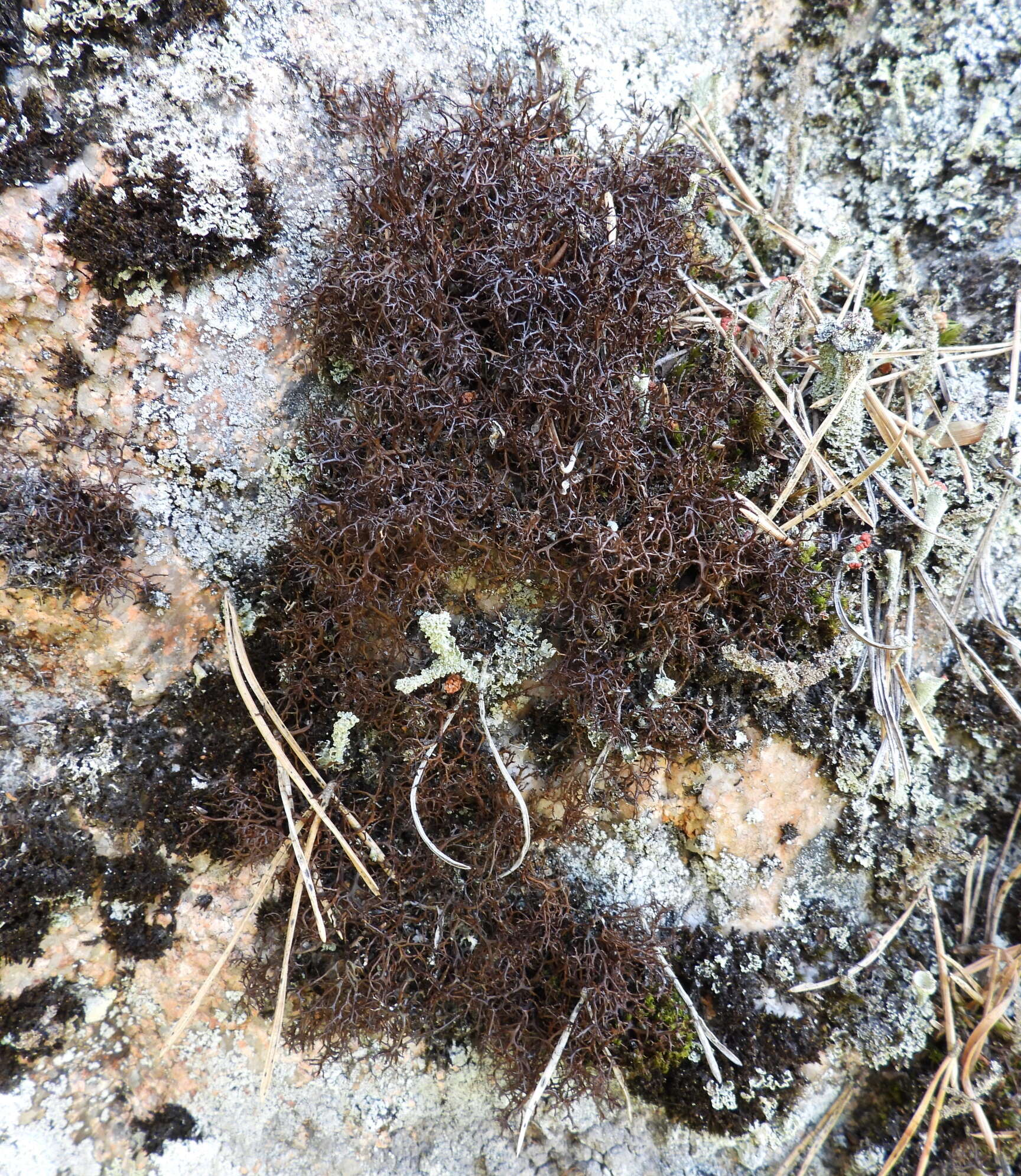 Image of Cetraria muricata (Ach.) Eckfeldt