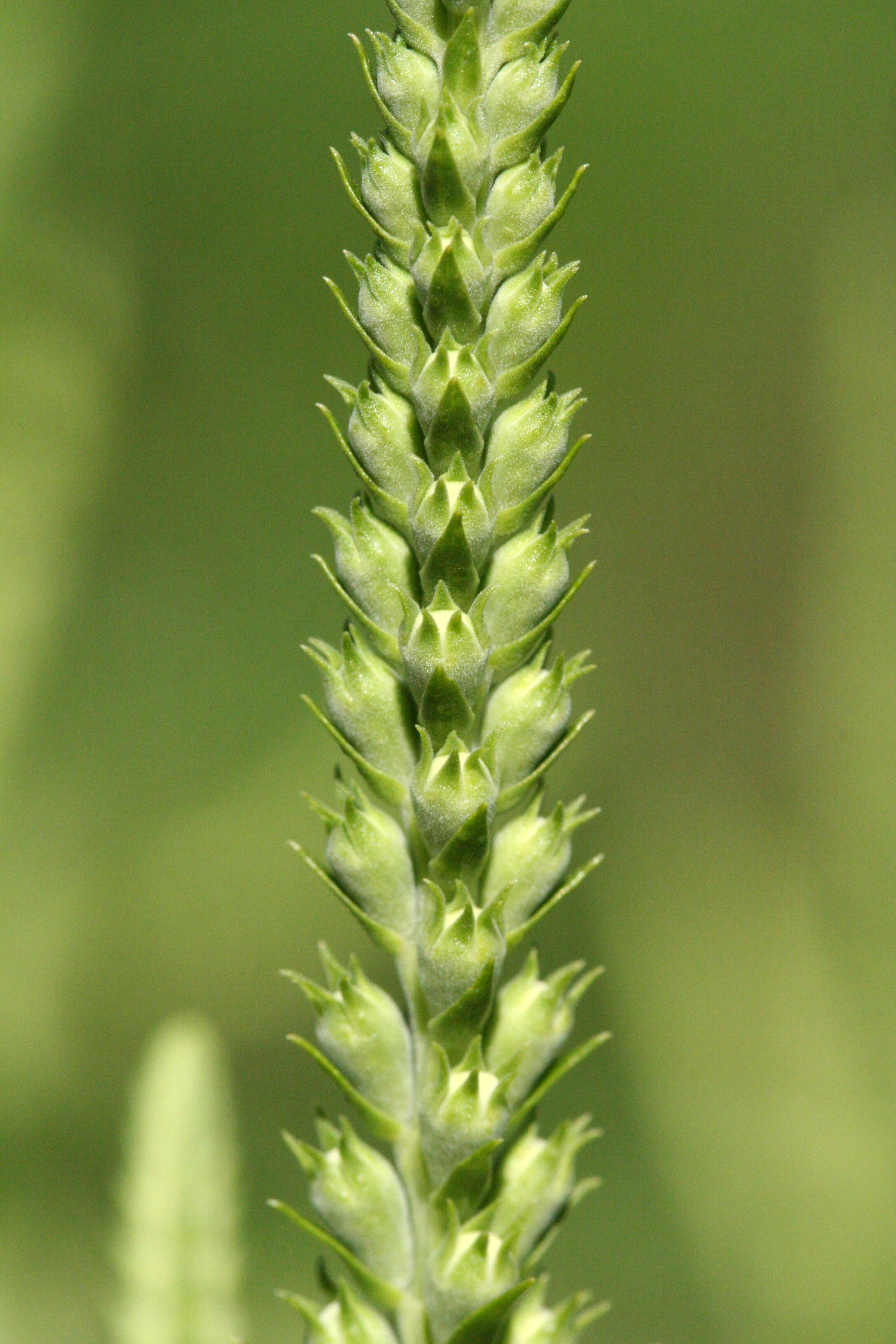 Image of obedient plant