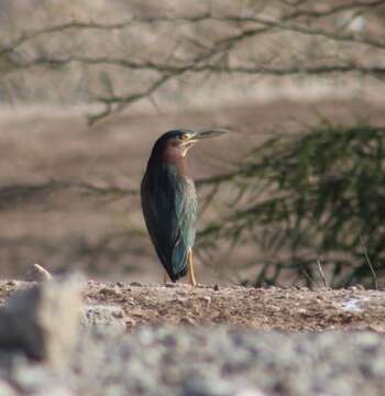 Butorides virescens anthonyi (Mearns 1895) resmi