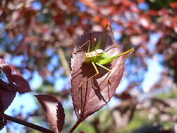 Image of speckled bush-cricket