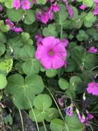 Image of red-flower woodsorrel