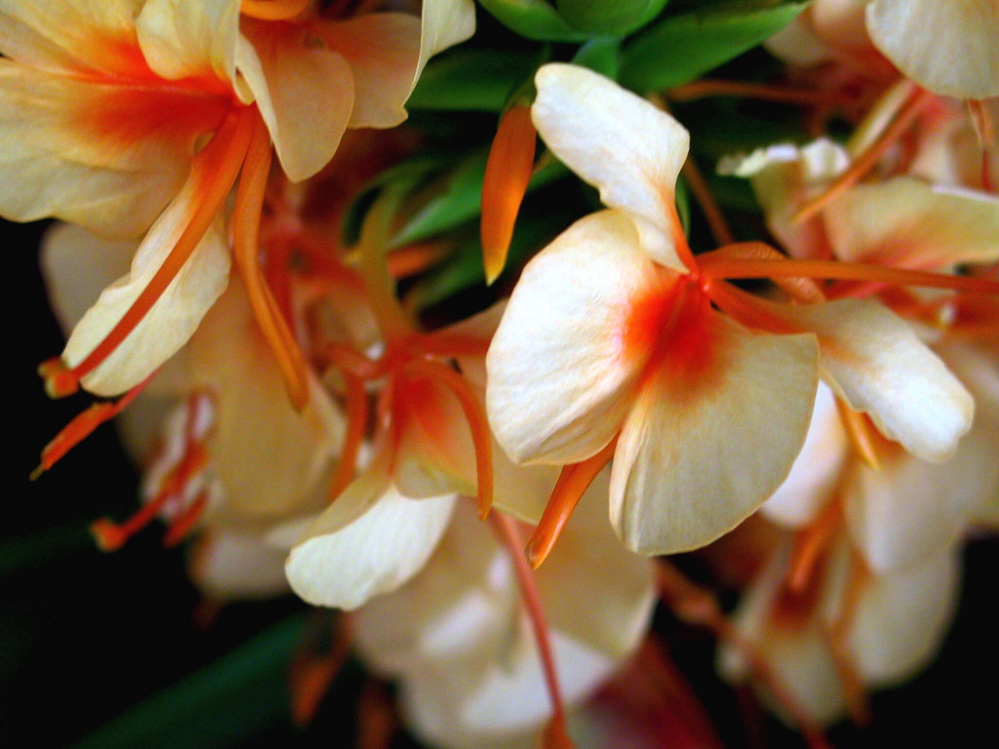 Слика од Hedychium