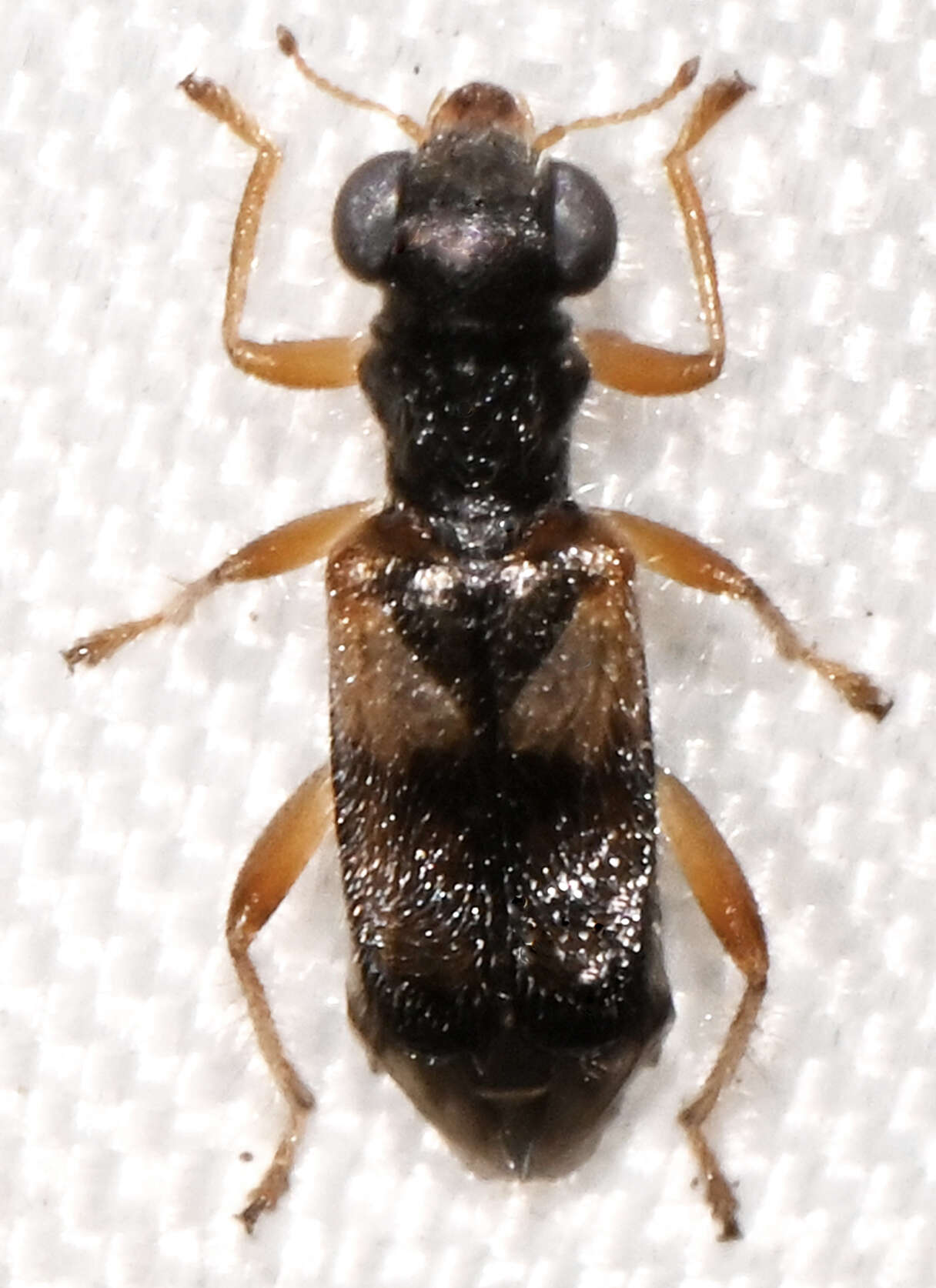 Image of Phyllobaenus pallipennis (Say 1825)