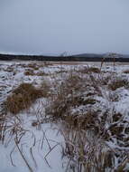 Image of water sedge