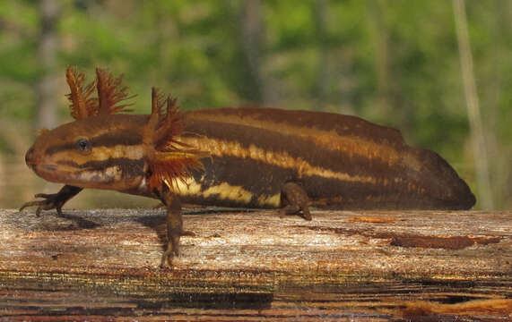 Image of Flatwoods salamander