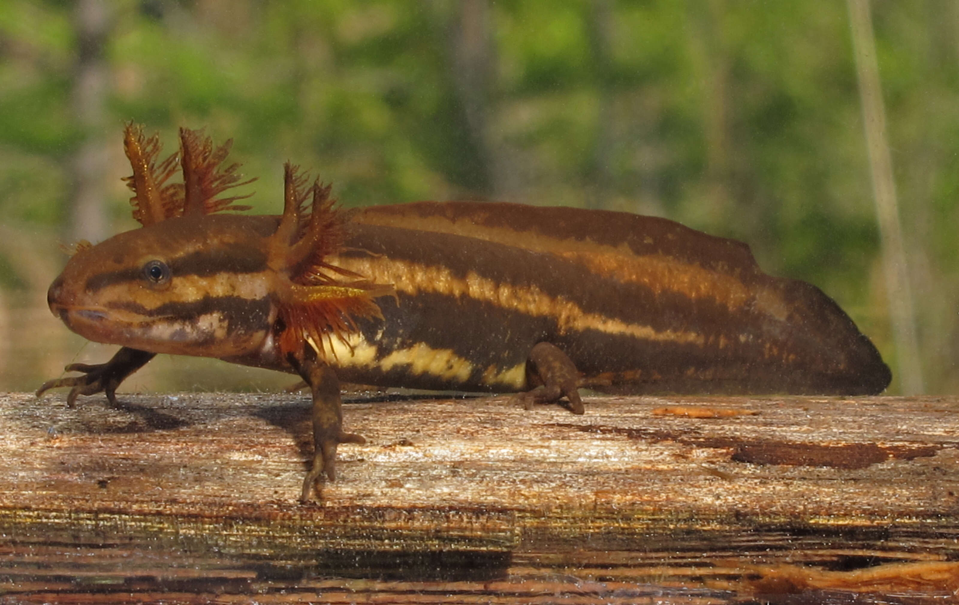 Image of Flatwoods salamander