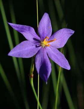 Image of fallflowering pleatleaf