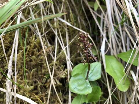 Image of Lesser Twayblade