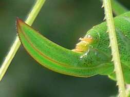 Image of speckled bush-cricket