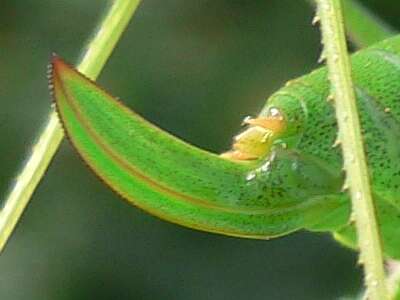 Image of speckled bush-cricket