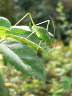 Image of speckled bush-cricket