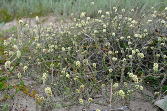 Image of Trichogyne repens (L.) A. A. Anderberg