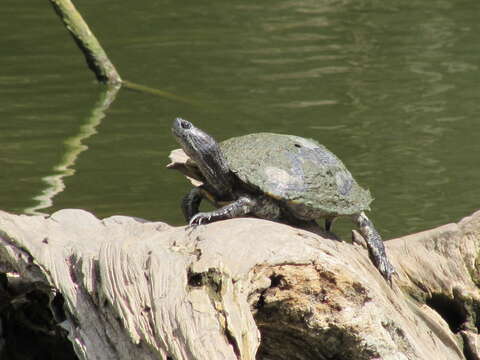 Image of slider turtle, red-eared terrapin, red-eared slider