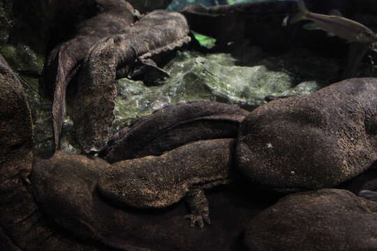 Image of Japanese Giant Salamander