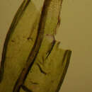 Ptychomitrium gardneri Lesquereux 1868 resmi