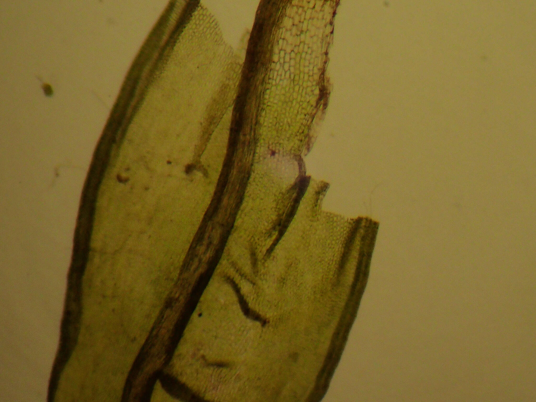 Image of Gardner's ptychomitrium moss