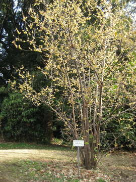 Image of Fragrant Wintersweet