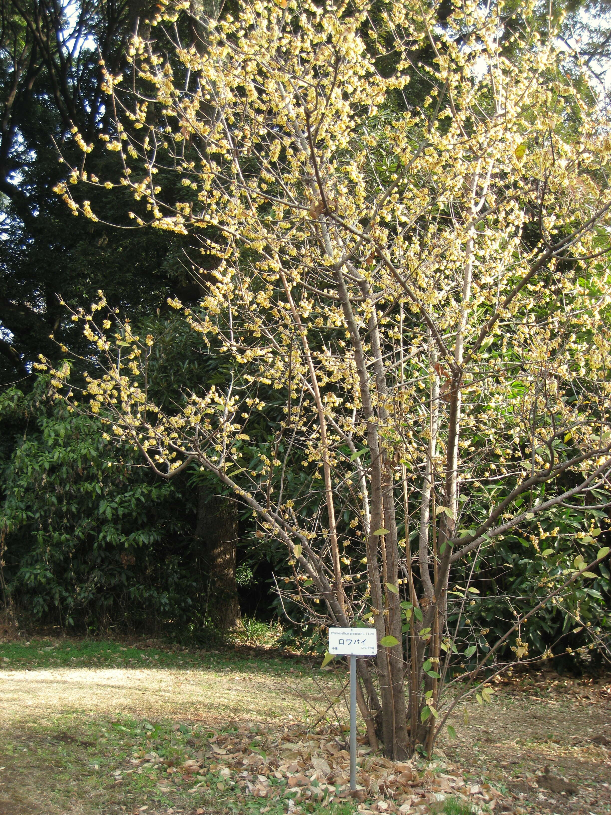 Image of Japanese allspice