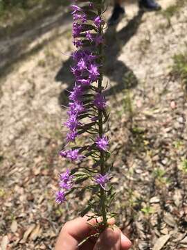 Image of Liatris pauciflora var. secunda (Ell.) D. B. Ward