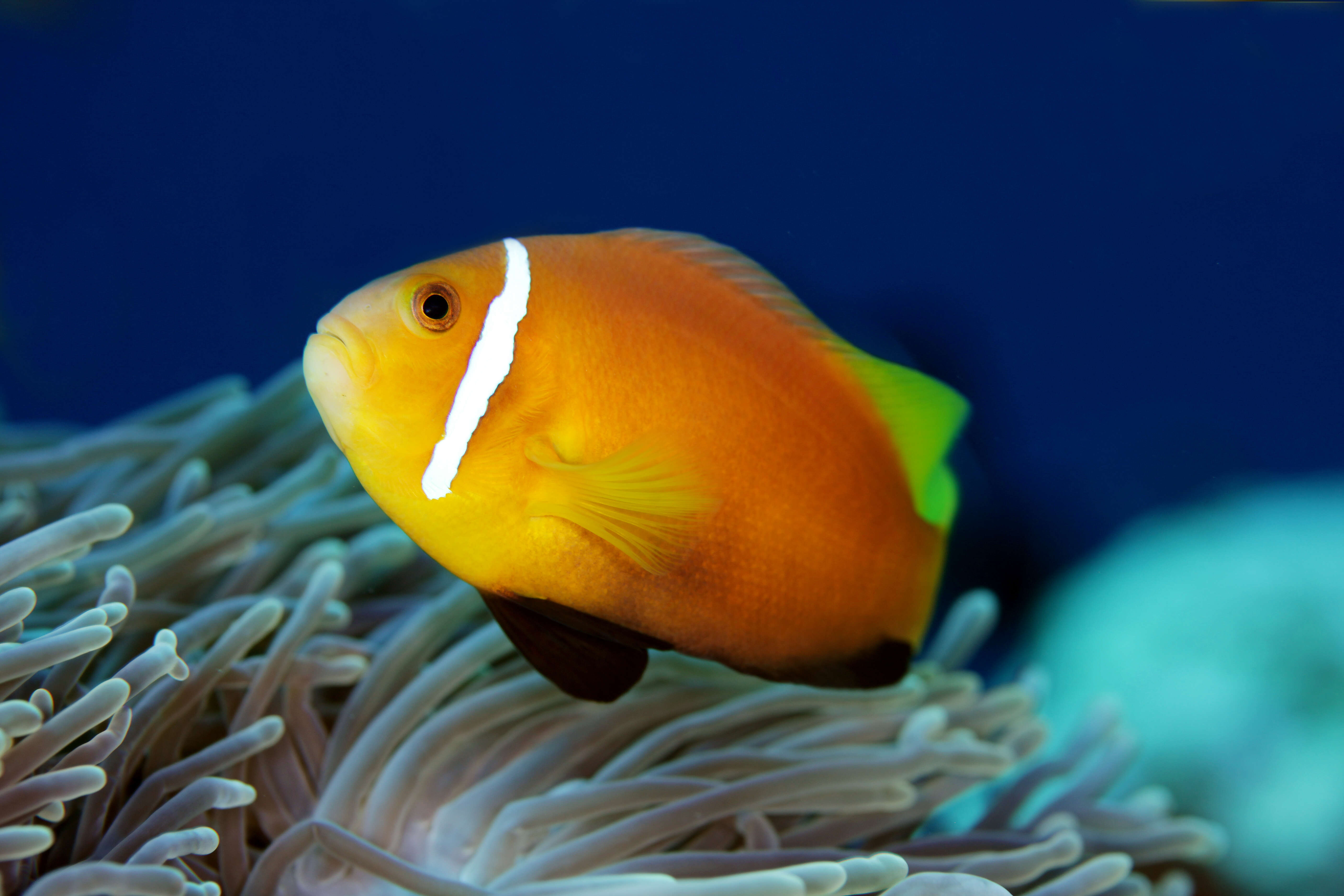 Image of Maldive anemonefish