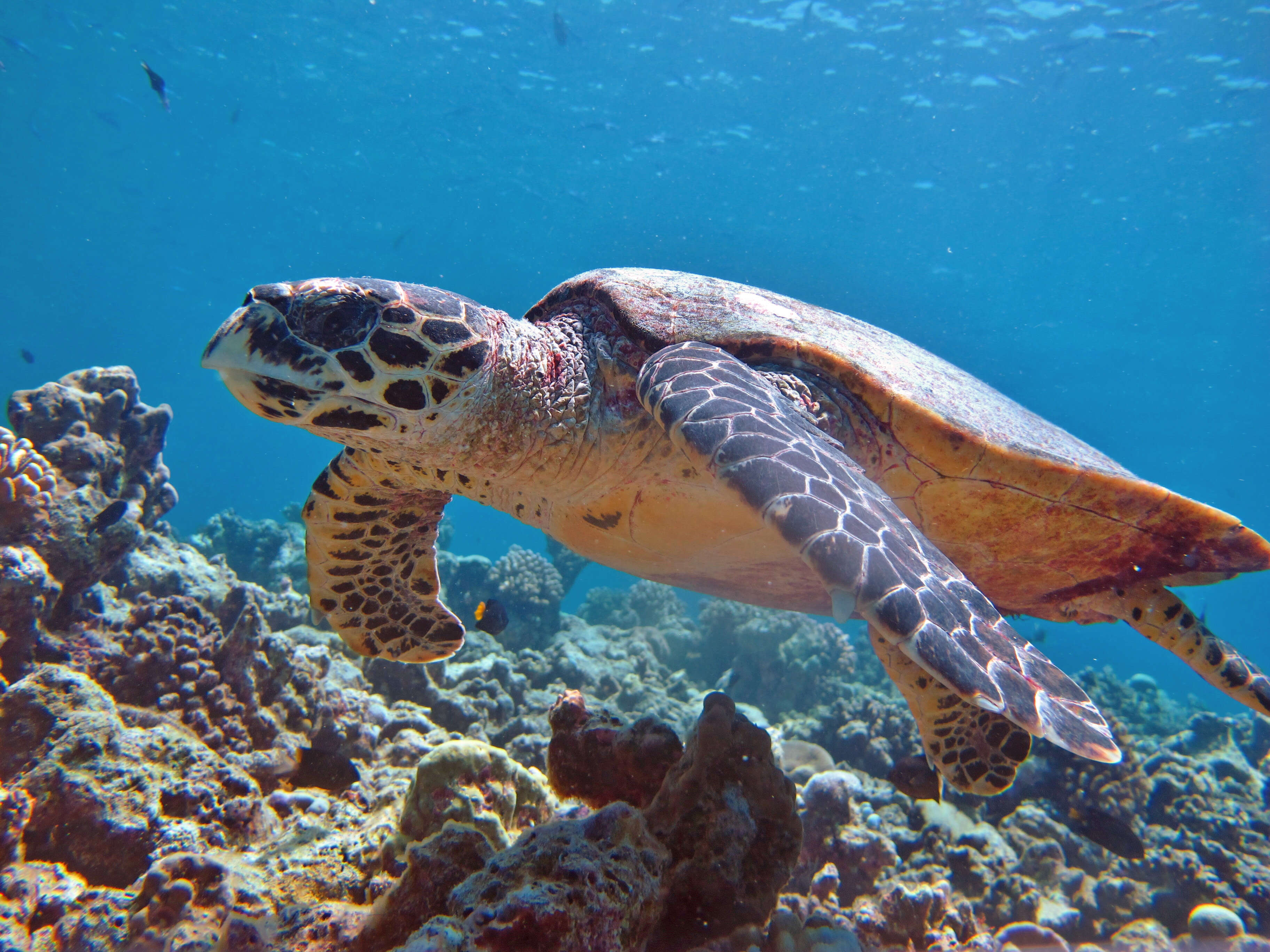 Image of Eretmochelys