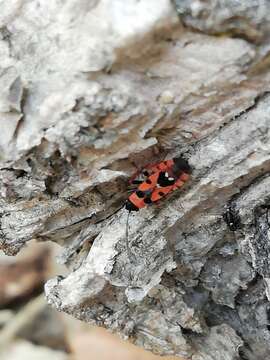 Image of Horvathiolus guttatus (Rambur 1839)