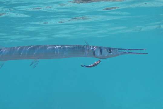 Image of Hound Needlefish