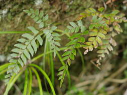 Image of Adiantum fulvum Raoul